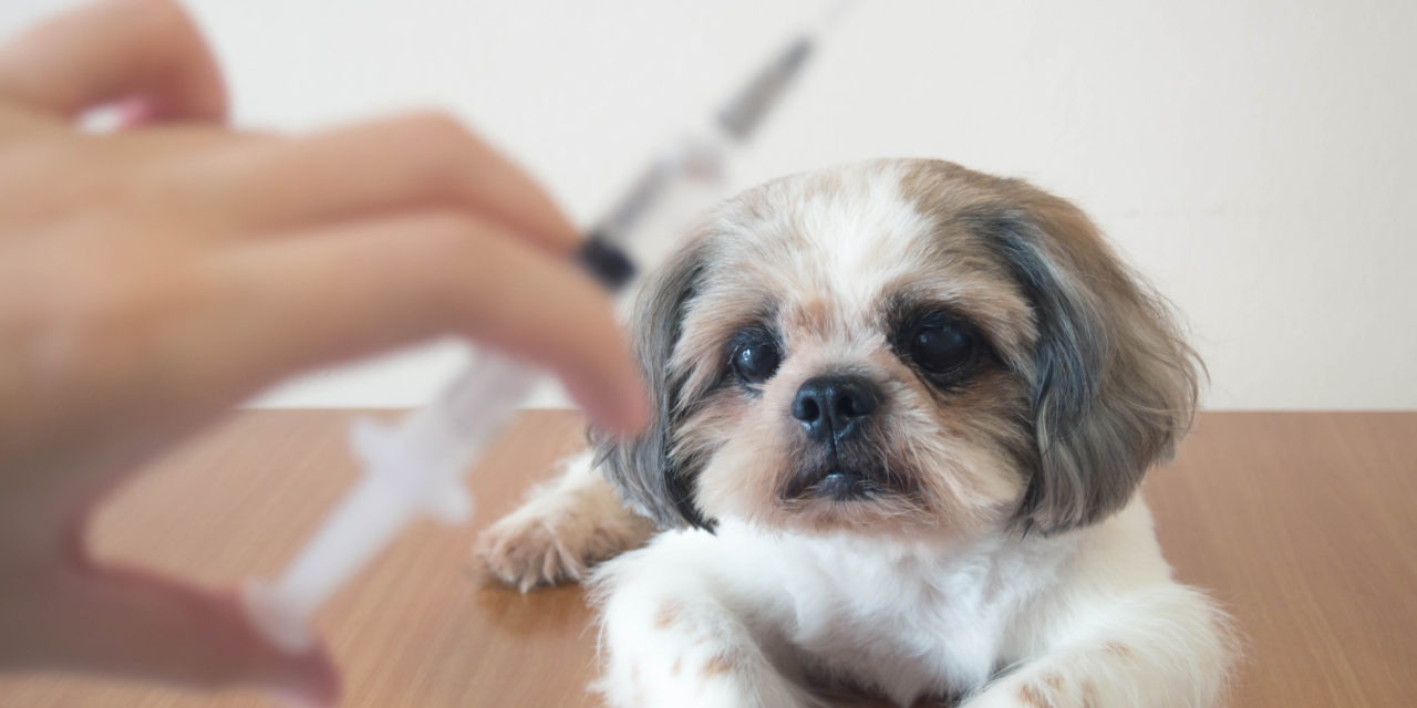 Vacina atrasada? Saiba o que fazer se o seu cãozinho não foi imunizado
