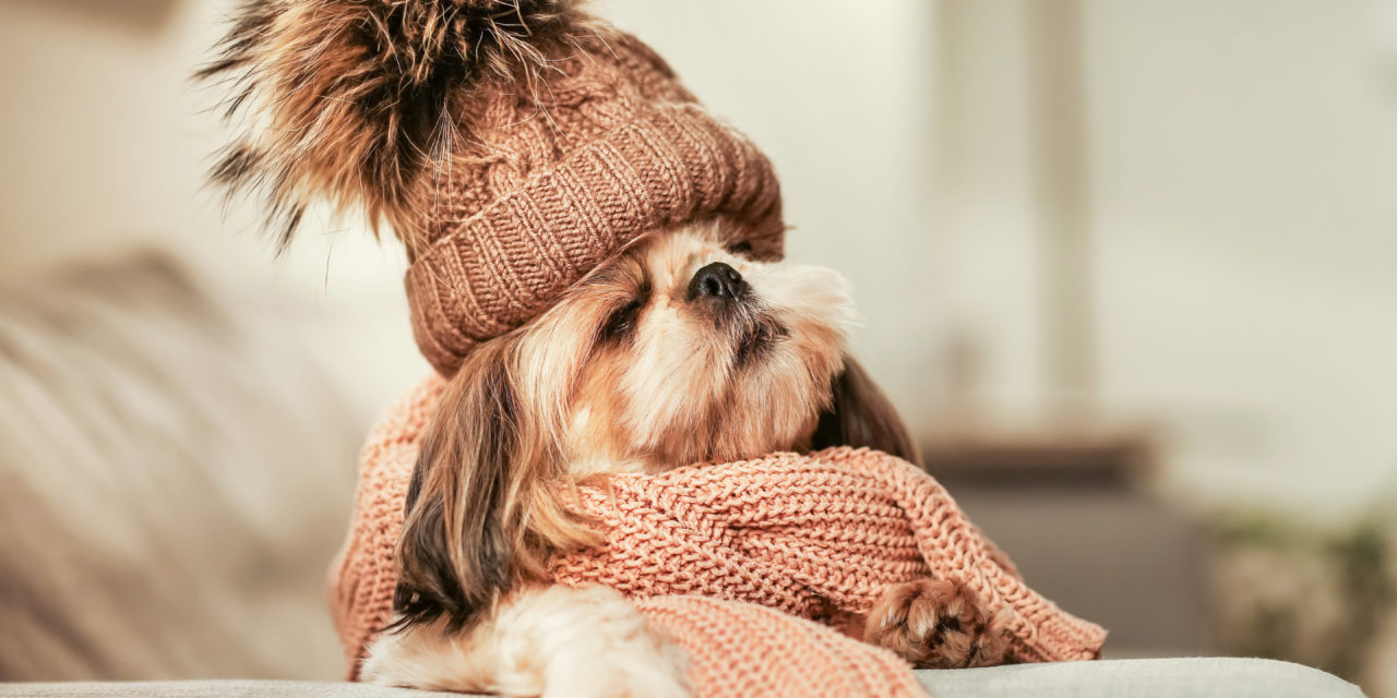 Cuidados importantes para ter com o seu cachorro em dias mais frios