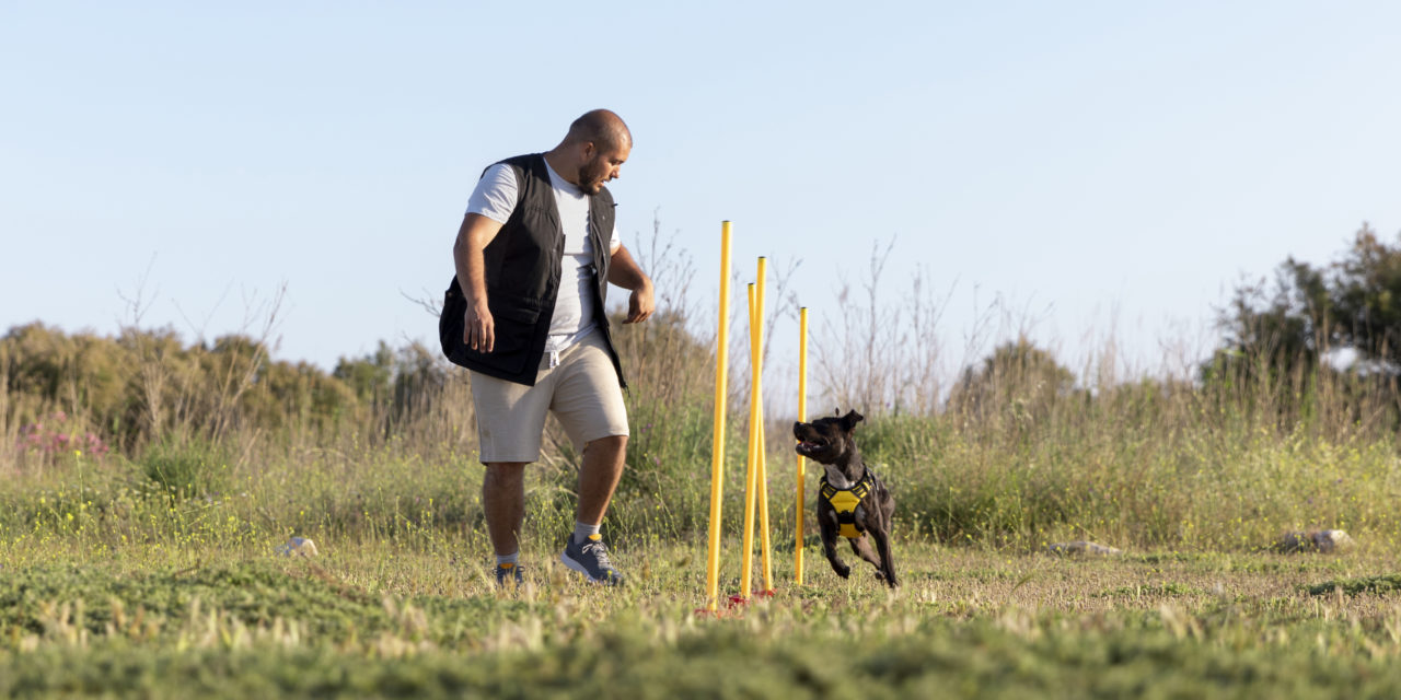 Adestramento e comportamento canino