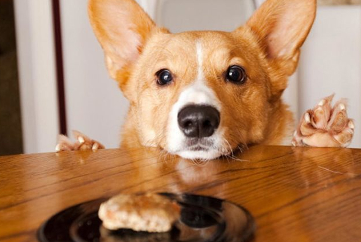 Faz mal para o cachorro comer comida humana?