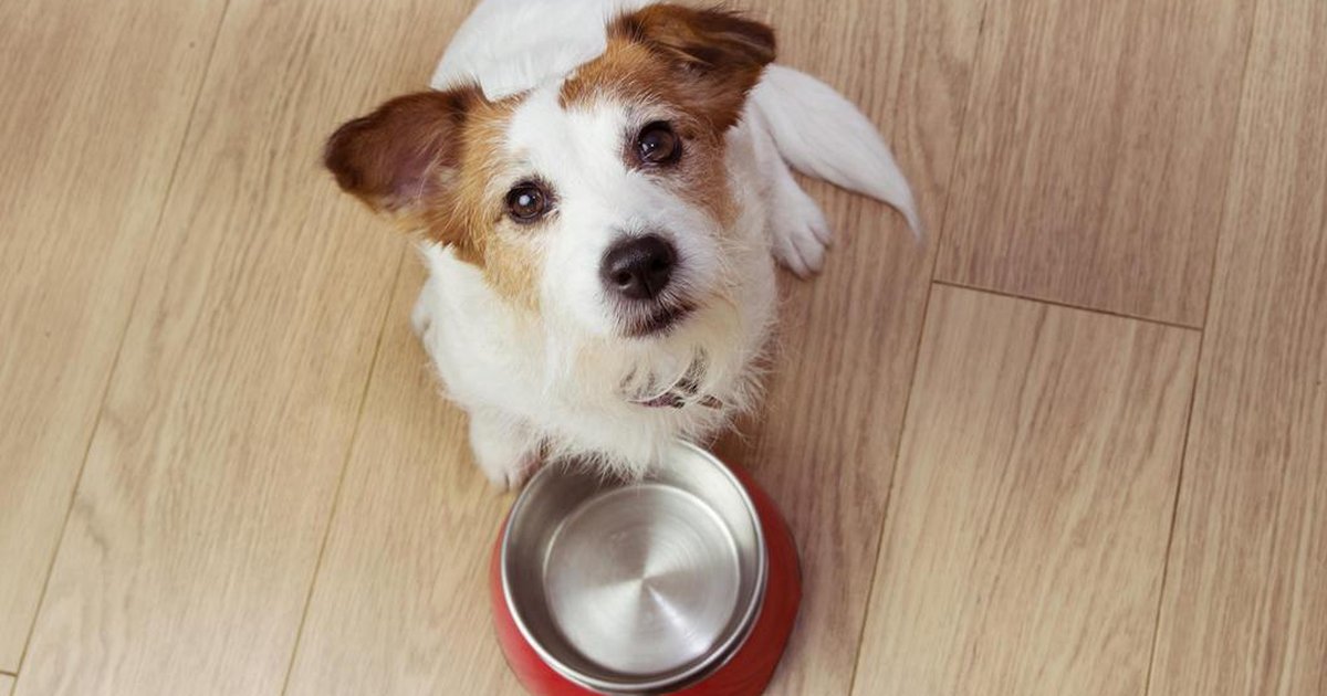 Qual a melhor opção para o seu cachorro: comida natural ou ração?